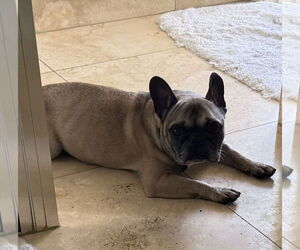 French Bulldog Dogs for adoption in Boca Raton, FL, USA