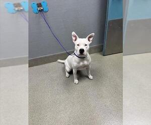 American Pit Bull Terrier-Unknown Mix Dogs for adoption in Las Vegas, NV, USA