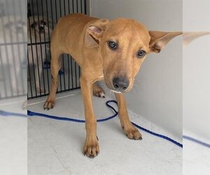 Labralas Dogs for adoption in Houston, TX, USA