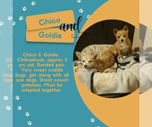 Chihuahua Dogs for adoption in fort worth, TX, USA