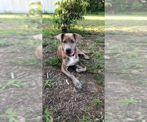 Mutt Dogs for adoption in Dalzell, SC, USA