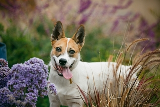 Small Jack Russell Terrier Mix