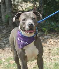 American Staffordshire Terrier Dogs for adoption in byhalia, MS, USA