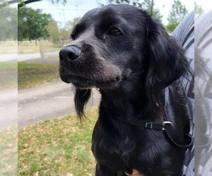 Cocker Spaniel-Unknown Mix Dogs for adoption in San Antonio, TX, USA