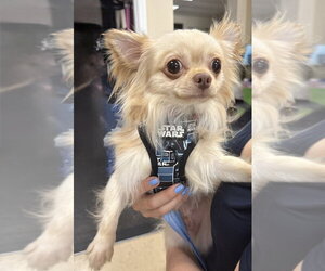Chiranian Dogs for adoption in Mundelein, IL, USA
