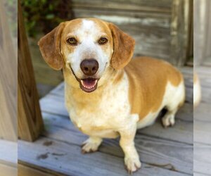 Bagle Hound Dogs for adoption in Redmond, WA, USA