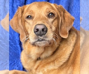 - Mix Dogs for adoption in Cuba, NY, USA