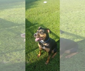 Labrottie Dogs for adoption in Williston, FL, USA