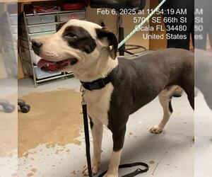 Staffordshire Bull Terrier Dogs for adoption in Ocala, FL, USA