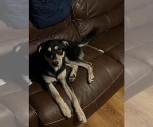 Gerberian Shepsky Dogs for adoption in San Antonio, TX, USA