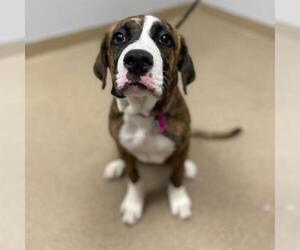 Boxer-Unknown Mix Dogs for adoption in Aurora, CO, USA