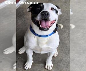 American Pit Bull Terrier Dogs for adoption in Derwood, MD, USA