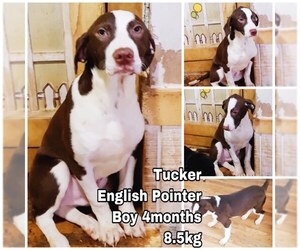 Pointer Dogs for adoption in Seattle, WA, USA