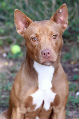 Australian Kelpie-Unknown Mix Dogs for adoption in Pensacola, FL, USA