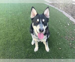 Siberian Husky-Unknown Mix Dogs for adoption in Corona, CA, USA