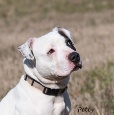Bullboxer Pit Dogs for adoption in Richmond, VA, USA