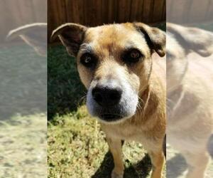 Mutt Dogs for adoption in Irving, TX, USA
