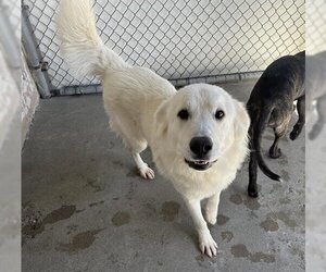 Great Pyrenees Dogs for adoption in Hanford, CA, USA