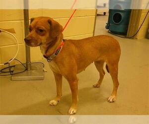 Mutt Dogs for adoption in Sanford, FL, USA