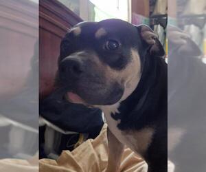 Bulldog-Unknown Mix Dogs for adoption in San Antonio, TX, USA