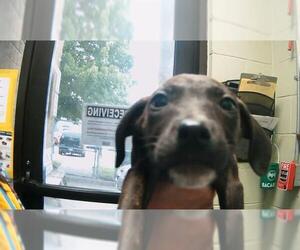 Plott Hound-Unknown Mix Dogs for adoption in Tulsa, OK, USA