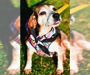 Beagle Dogs for adoption in Dumfries, VA, USA