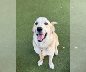 Great Pyrenees-Unknown Mix Dogs for adoption in San Martin, CA, USA