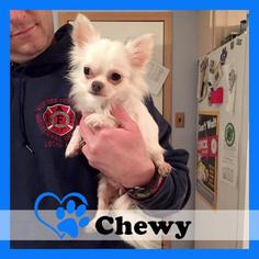 Chihuahua Dogs for adoption in Medford, NJ, USA
