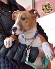 Medium Photo #1 Boxador Puppy For Sale in Mt Vernon, IN, USA
