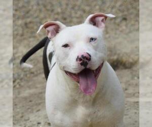 American Bulldog Dogs for adoption in Lucedale, MS, USA