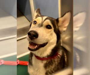 Siberian Husky Dogs for adoption in South Lake Tahoe, CA, USA