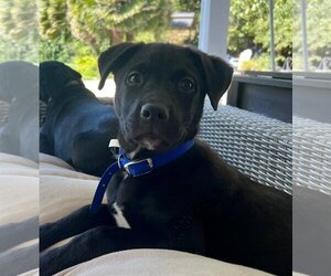 Labrador Retriever-Unknown Mix Dogs for adoption in Davis, CA, USA