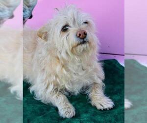 Norfolk Terrier Dogs for adoption in Los Banos, CA, USA