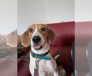 Beagle Dogs for adoption in Tampa, FL, USA