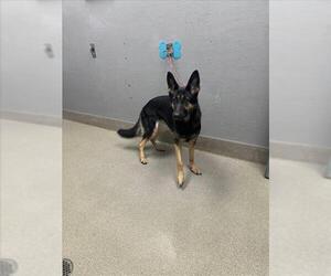 German Shepherd Dog-Unknown Mix Dogs for adoption in Las Vegas, NV, USA
