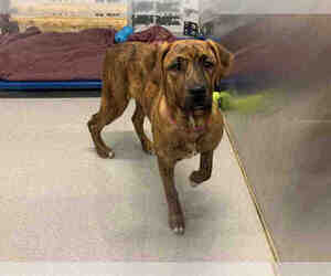 Rottweiler-American Pit Bull Terrier Dogs for adoption in Grasswood, Saskatchewan, Canada