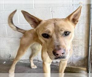 German Shepherd Dog-Unknown Mix Dogs for adoption in San Bernardino, CA, USA