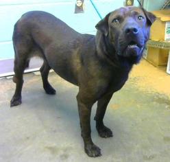 Chinese Shar-Pei-Unknown Mix Dogs for adoption in Decatur, GA, USA