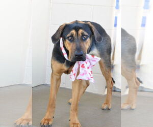 Mutt Dogs for adoption in McKinney, TX, USA