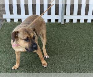 American Pit Bull Terrier-German Shepherd Dog Mix Dogs for adoption in Modesto, CA, USA