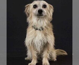 Poodle (Miniature)-Unknown Mix Dogs for adoption in Spring Lake, NC, USA