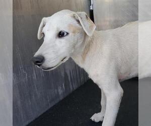 Mutt Dogs for adoption in San Antonio, TX, USA