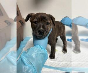 American Pit Bull Terrier Dogs for adoption in Bakersfield, CA, USA