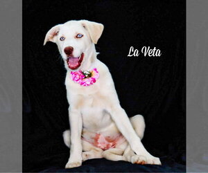 Carolina Dog-Great Pyrenees Mix Dogs for adoption in Chouteau, OK, USA