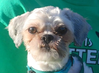 Shih Tzu Dogs for adoption in Chesapeake City, MD, USA