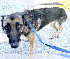 German Shepherd Dog Dogs for adoption in Houston, TX, USA