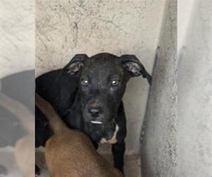 American Pit Bull Terrier-Unknown Mix Dogs for adoption in Oklahoma City, OK, USA