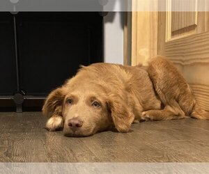Golden Retriever Dogs for adoption in Winter, WI, USA