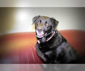 Chow Chow-Labrador Retriever Mix Dogs for adoption in Cincinnati, OH, USA