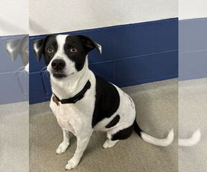 Mutt Dogs for adoption in Sterling, MA, USA